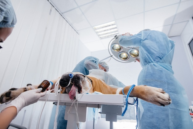 In a modern veterinary clinic, an operation is performed to save the life of a large dog. Surgery and medicine.