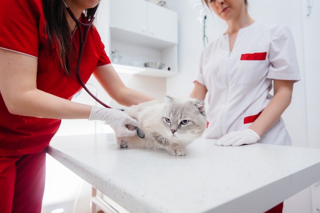 In a modern veterinary clinic, a thoroughbred cat is examined and treated on the table. Veterinary clinic