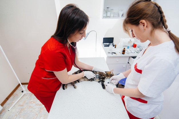 In a modern veterinary clinic, a thoroughbred cat is examined and treated on the table. Veterinary clinic