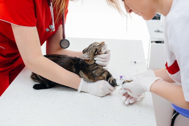 현대 수의과 병원에서는 순종 고양이를 검사하고 테이블에서 치료합니다. 수의 진료소