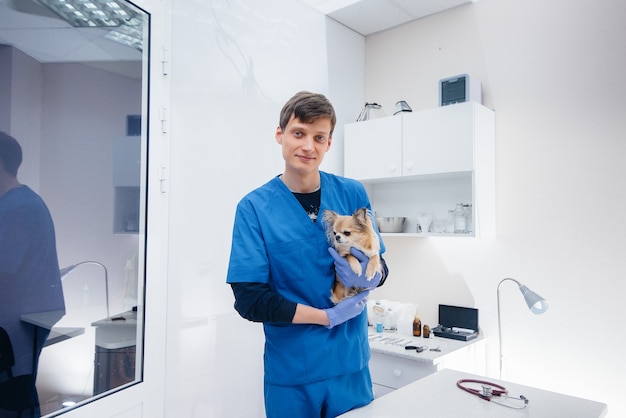 In a modern veterinary clinic, a thoroughbred Chihuahua is examined and treated on the table. Veterinary clinic.