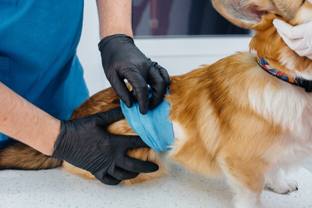 In a modern veterinary clinic, a thoroughbred Corgi dog is examined. Veterinary clinic