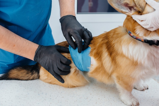 In a modern veterinary clinic, a thoroughbred Corgi dog is examined. Veterinary clinic.