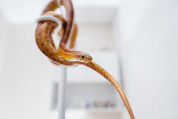 In a modern veterinary clinic, a yellow snake is examined.