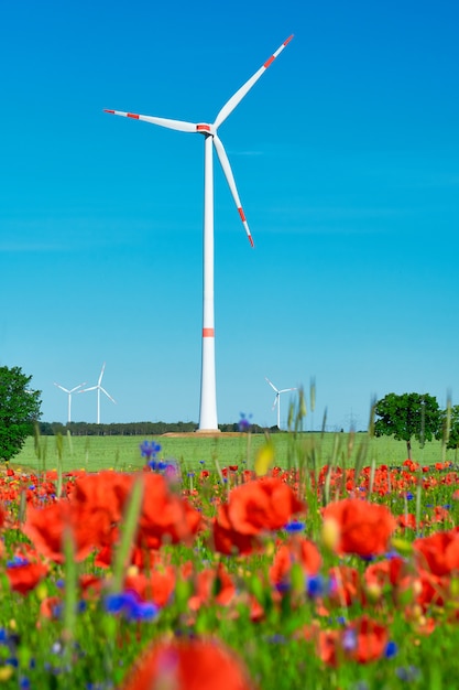 Modern wind turbines in flower field with red poppy and blue cornflowers