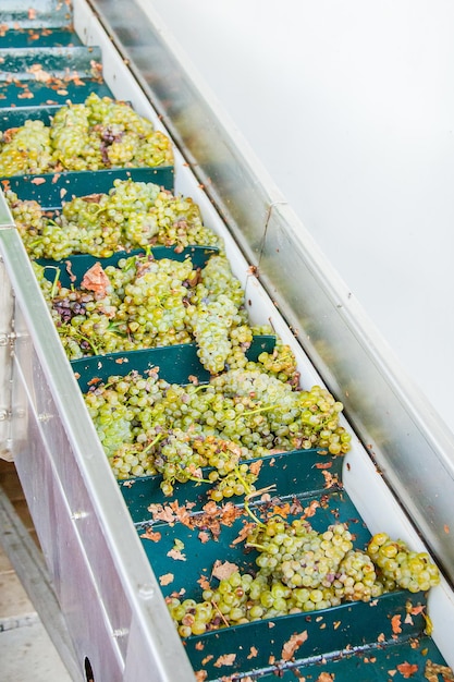 Modern winery machine with grapes. Process Of Crushing The Grapes In Winemaking. Grape processing.