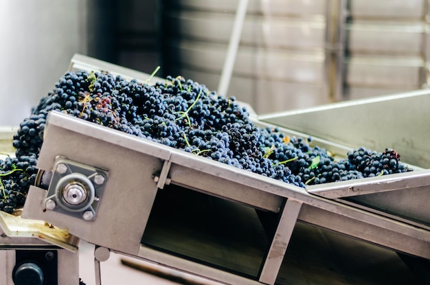 Modern winery machine with grapes