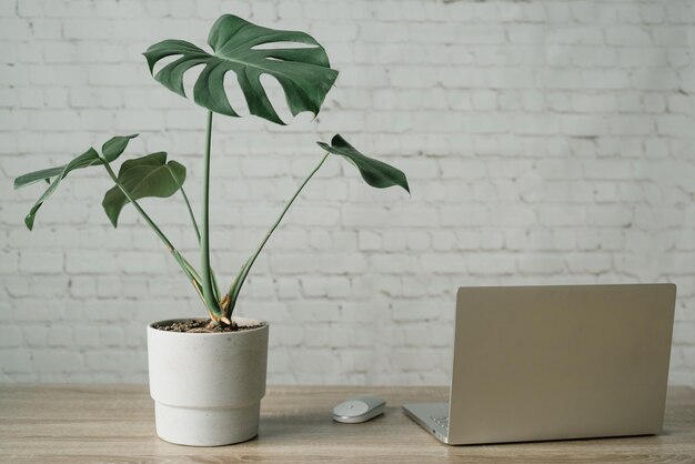 Photo modern working space with monstera plant in cement pot and laptop