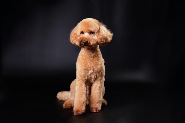 Foto un cucciolo di barboncino di colore moderno seduto di fronte a uno sfondo nero