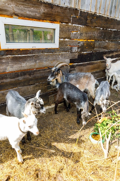 Moderne dierlijke vee schattige geit ontspannen in de tuin op boerderij in zomerdag binnenlandse geiten grazen in p...