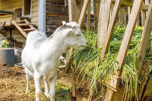 Moderne dierlijke vee schattige geit ontspannen in de tuin op boerderij in zomerdag binnenlandse geiten grazen in p...