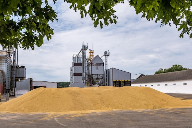 Moderne graanschuurlift Zilversilo's op agroverwerkings- en productiefabriek voor verwerking, drogen, schoonmaken en opslag van landbouwproducten, meel, granen en graan