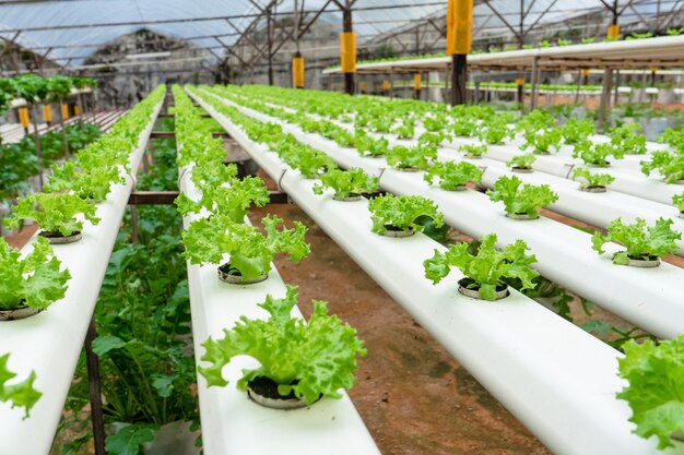 Moderne kas voor het kweken van salades met irrigatiesysteem. Industriële schaal van groeiende planten.