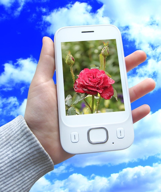 Foto moderne mobiele telefoon in de hand op de achtergrond van de blauwe hemel smartphone met afbeelding van rode roos in menselijke hand moderne communicatie
