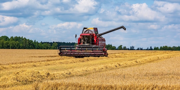 Moderne zware oogstmachines verwijderen het rijpe tarwebrood in het veld Seizoensgebonden landbouwwerk