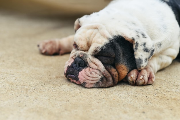 Moe Bulldog slapen op het zand