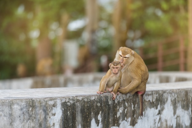 Moeder aap en baby aap spelen in het park van Thailand