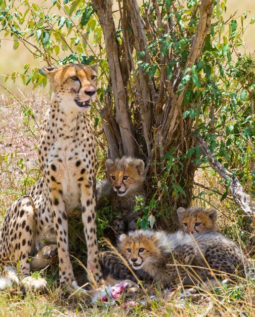 Moeder cheetah en haar welpen in de savanne.