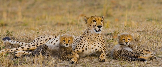 Moeder cheetah en haar welpen in de savanne.