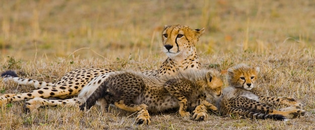 Moeder cheetah en haar welpen in de savanne.