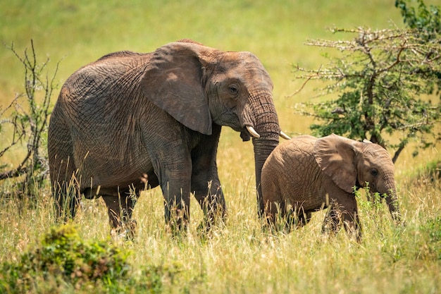 Moeder en baby Afrikaanse olifant tussen doornen