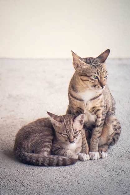 Moeder en baby kat grijs twee schattig