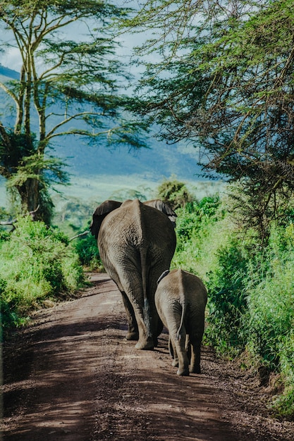 Moeder en babyolifant die bij Ngorongoro lopen