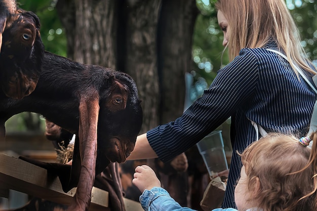 Moeder en haar dochtertje in de dierentuin voeren de damascus-geiten van het shami-ras