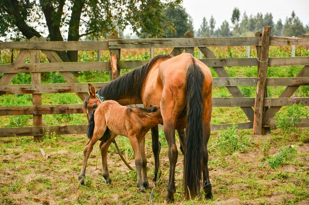 Moeder en jong paard