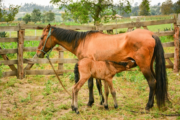 Moeder en jong paard