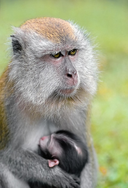 Moeder en kind een pluizige aap geeft borstvoeding, het is van jou baby close-up