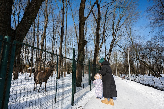 Moeder en kind op een zonnige, ijzige winterdag in het park die een rendier voeren in de dierentuin