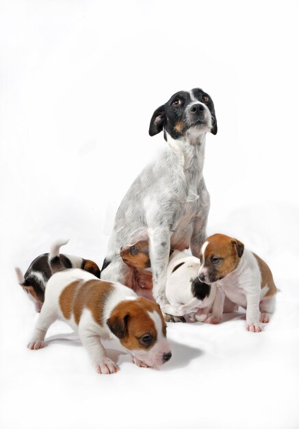 Moeder en puppy's jack russel terrier