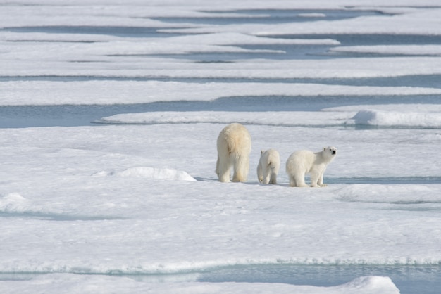 Moeder en welp de wilde ijsbeer (Ursus maritimus) op het pakijs