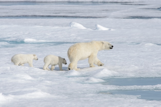 Moeder en welp de wilde ijsbeer (Ursus maritimus) op het pakijs