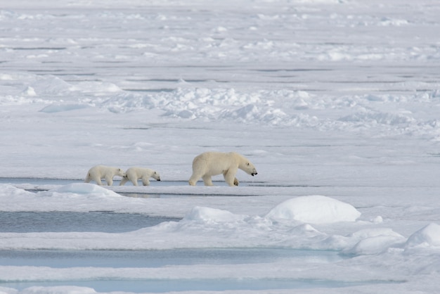 Foto moeder en welp de wilde ijsbeer (ursus maritimus) op het pakijs