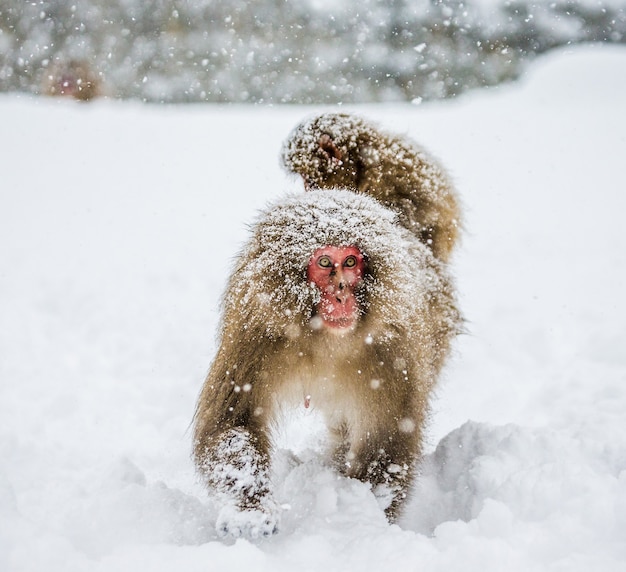 Moeder Japanse makaak met een baby op haar rug gaat naar de hete lente in de diepe sneeuw