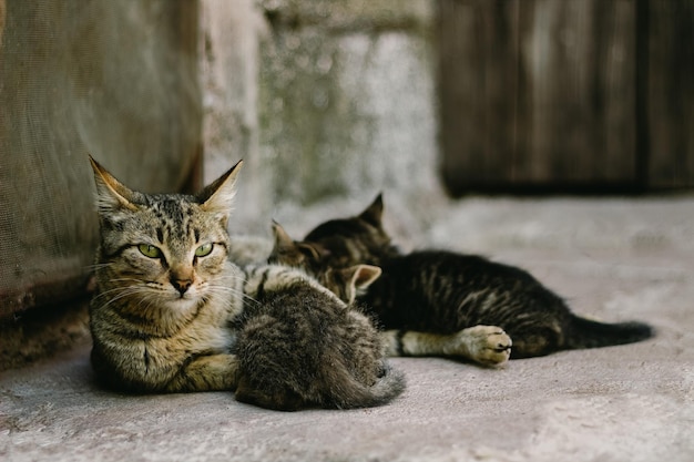 Moeder kat knuffelt haar pasgeboren kitten