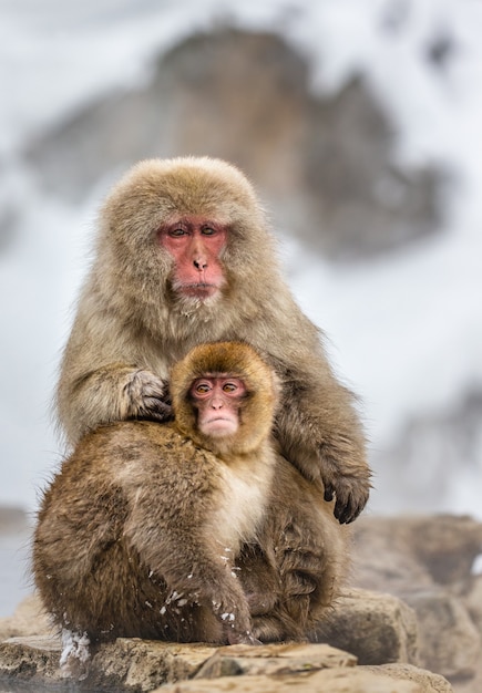 Moeder met een baby Japanse makaak zittend op de steen