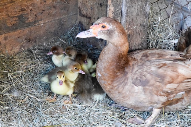 Moeder muscovy eend met eendjes