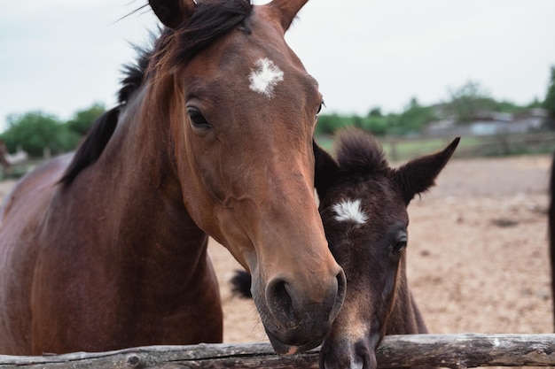 Moeder paard en baby veulen