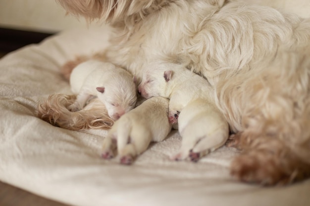 Moeder van West Highland White Terrier voedt zijn pasgeboren puppy's met melk