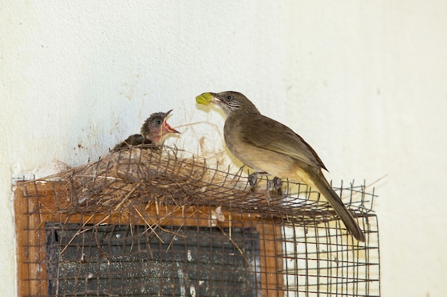 Moeder vogels voeden