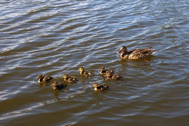 Moedereend met haar mooie pluizige eendjes die samen zwemmen op een meer wilde dieren in een vijver