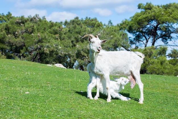 Moedergeit en babygeit in de natuur, geit voedende baby met melk in de wei