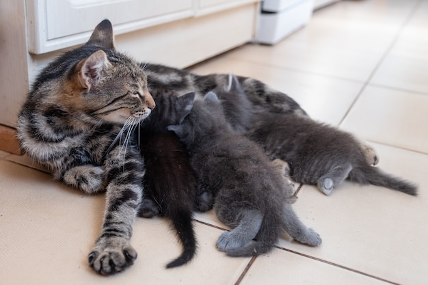 Moederkat die haar kittens verzorgt