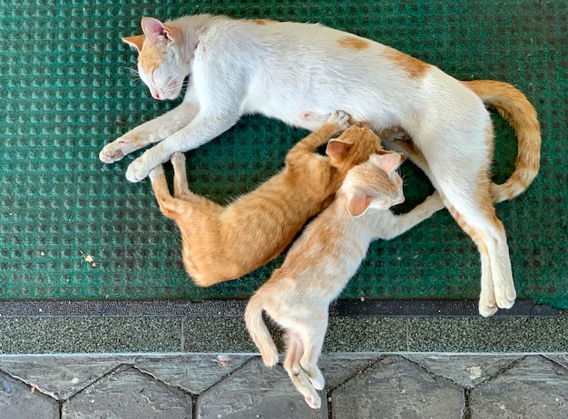 Moederkat voedt haar 2 kittens die op het tapijt liggen