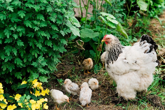 Moederkloek met kuikens loopt in de groene tuin in het dorp. Zachte selectieve focus.