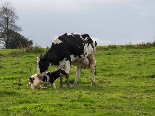 Moederkoe en pasgeboren kalf zwart-wit op het Normandische platteland Frankrijk Copy space