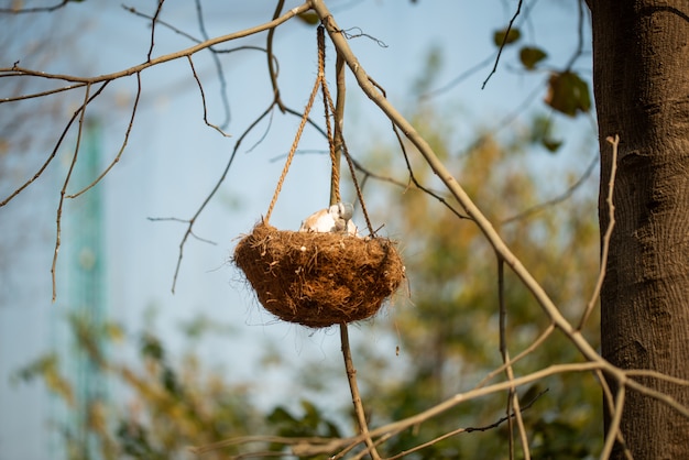 Moedervogel die haar baby in het nest voeden dat op de boomtak hangt